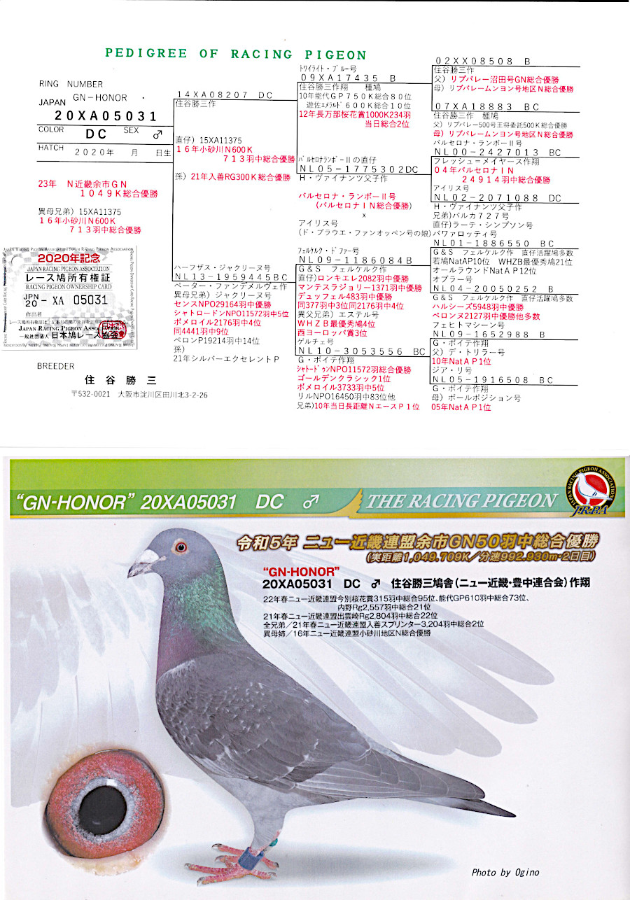 レース鳩モールオークション - 出品鳩♂76番