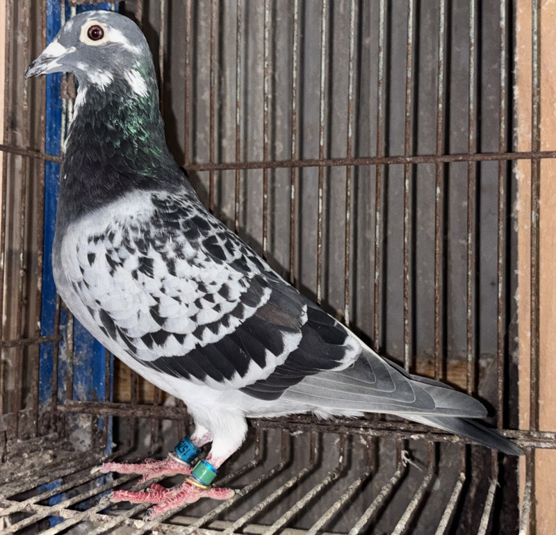 レース鳩 1968-1987 9冊セット レース鳩 1968-1987 9冊セット レース鳩 1968-1987 9冊セット