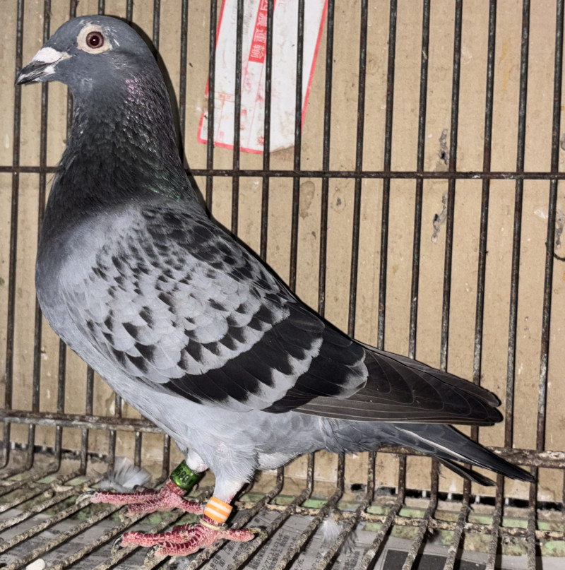 レース鳩 1968-1987 9冊セット レース鳩 1968-1987 9冊セット レース鳩 1968-1987 9冊セット 2025年