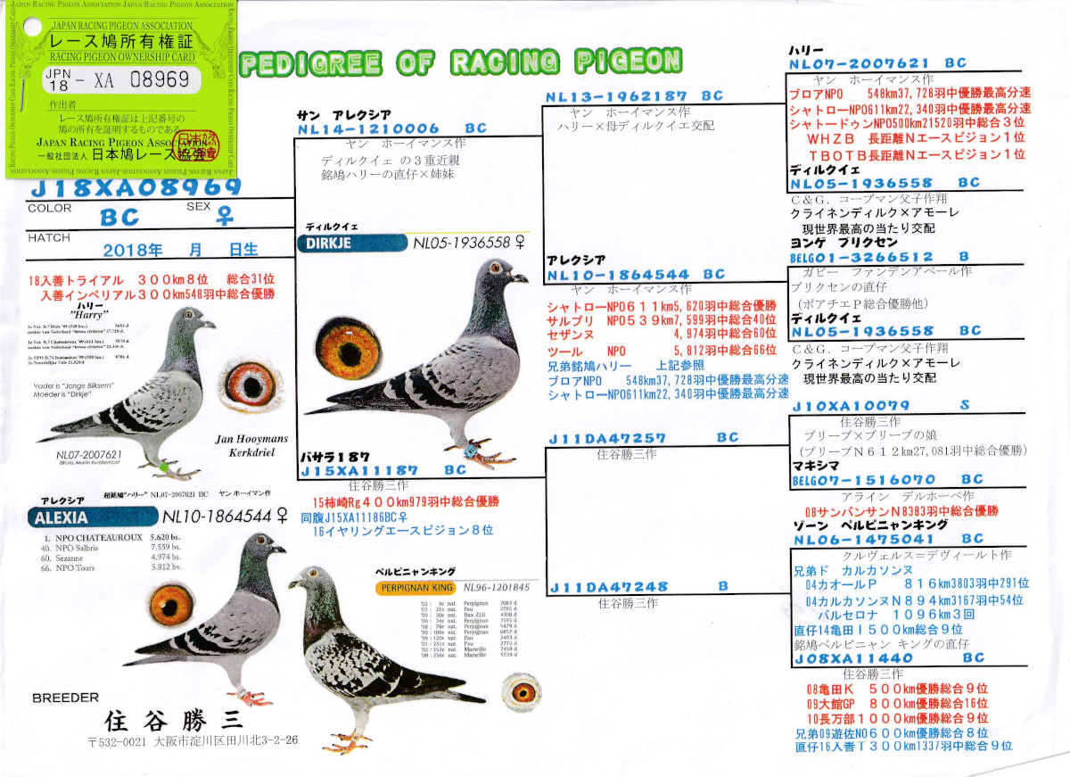 レース鳩モールオークション - 出品鳩♀37番「18XA08969