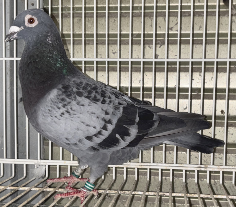 レース鳩モールオークション - 出品鳩♂84番