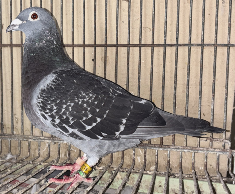 鳩 レース鳩モールオークション - 出品鳩♀43番「19XA07176 BC