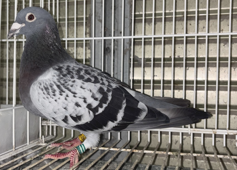 レース鳩モールオークション - 出品鳩♂60番