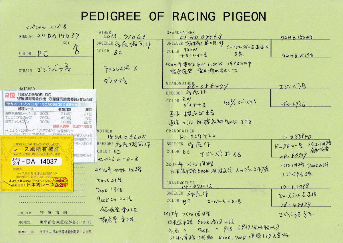 レース鳩モールオークション - 出品鳩「24DA14037 DC