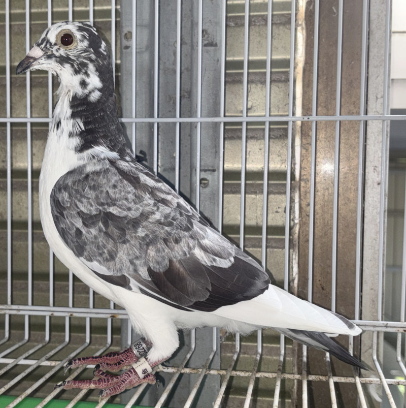 レース鳩モールオークション - 出品鳩「25HR02268 G」守屋