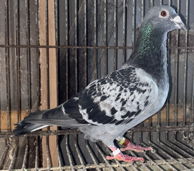 イギリス タイムウォッチ 鳩 レース レース鳩モールオークション - 出品鳩「22KA26325 BC