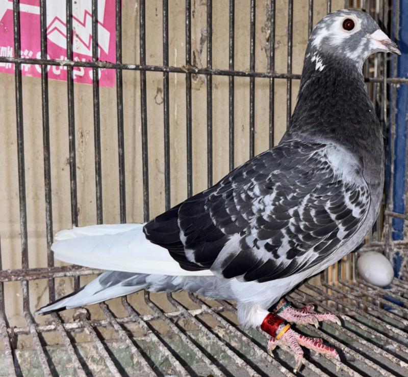 03鳩ページ レース鳩モールオークション - 出品鳩21年生「17LK11908
