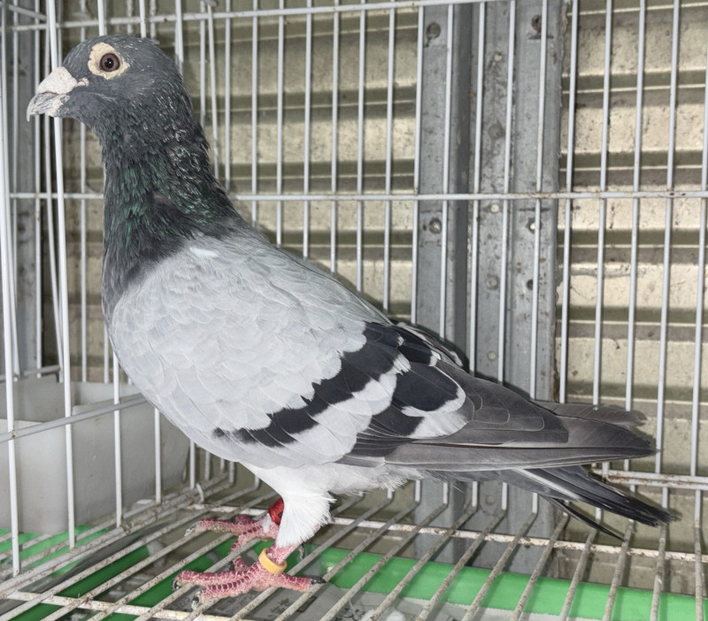 レース鳩モールオークション - 出品鳩「B17－2140609 B