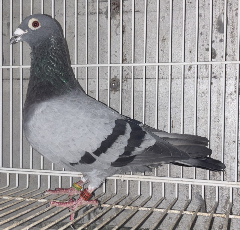 レース鳩モールオークション - 出品鳩「22BE04399 B♂」田村