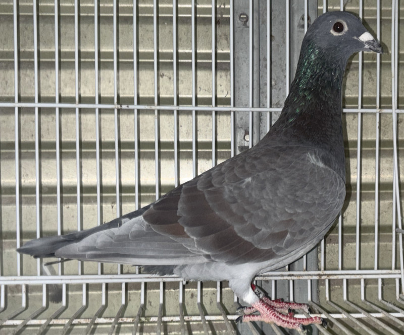 レース鳩モールオークション - 出品鳩「25JB00794 チョコ