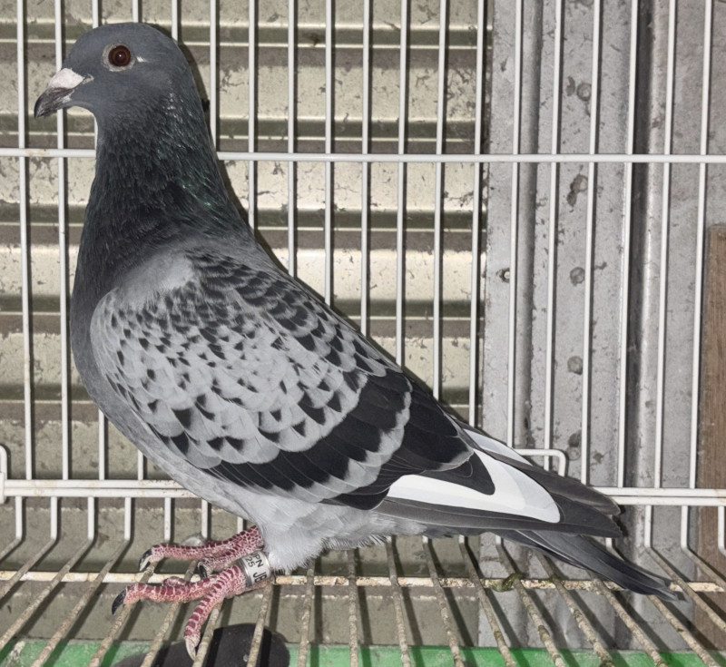03鳩ページ レース鳩モールオークション - 出品鳩「25JB00756 BCW