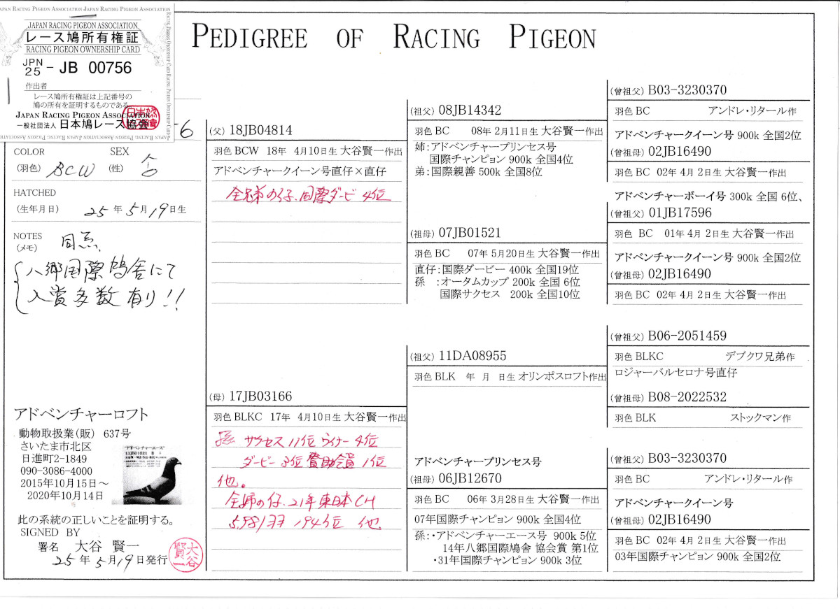 レース鳩モールオークション - 出品鳩「25JB00756 BCW
