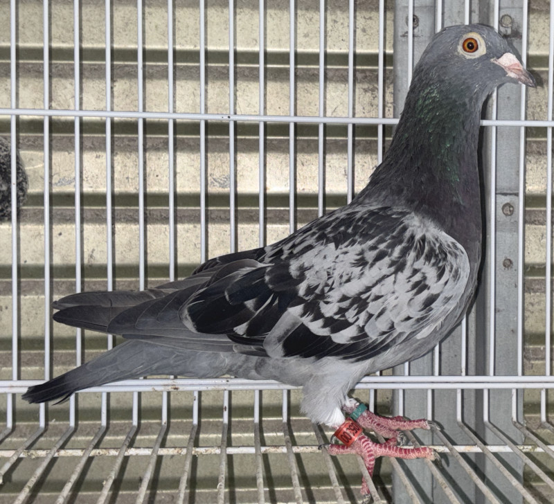 鳩　　17952 レース鳩モールオークション - 出品鳩「22BB05300 BC
