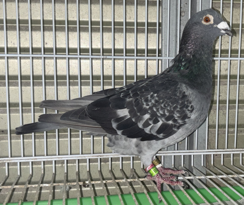 レース鳩モールオークション - 出品鳩「23HK08559 BC