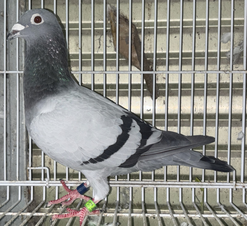 レース鳩モールオークション - 出品鳩「23JB00177 B♂」大谷