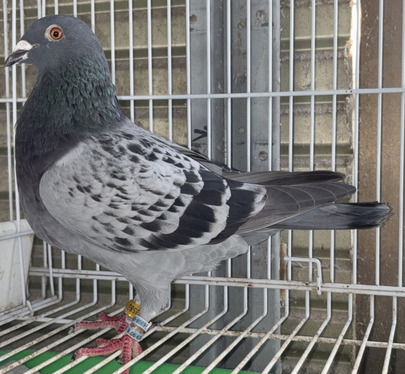 鷹と松　 レース鳩モールオークション - 出品鳩♀53番