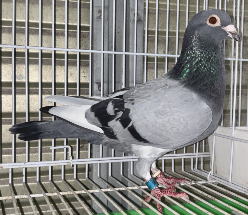 イギリス タイムウォッチ 鳩 レース 2025年最新】鳩レース 時計の人気アイテム - メルカリ