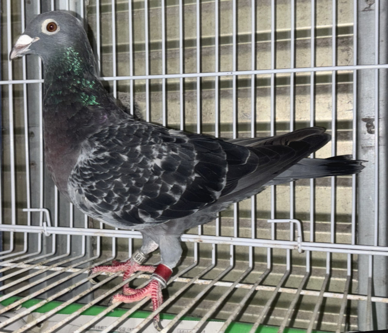 03鳩ページ レース鳩モールオークション - 出品鳩「20JH05464 BC