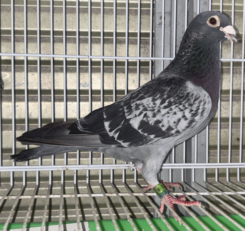 レース鳩モールオークション - 出品鳩♂47「18XA09051