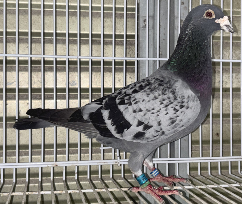 鳩 レース鳩モールオークション - 出品鳩♂2番「B13－4162641