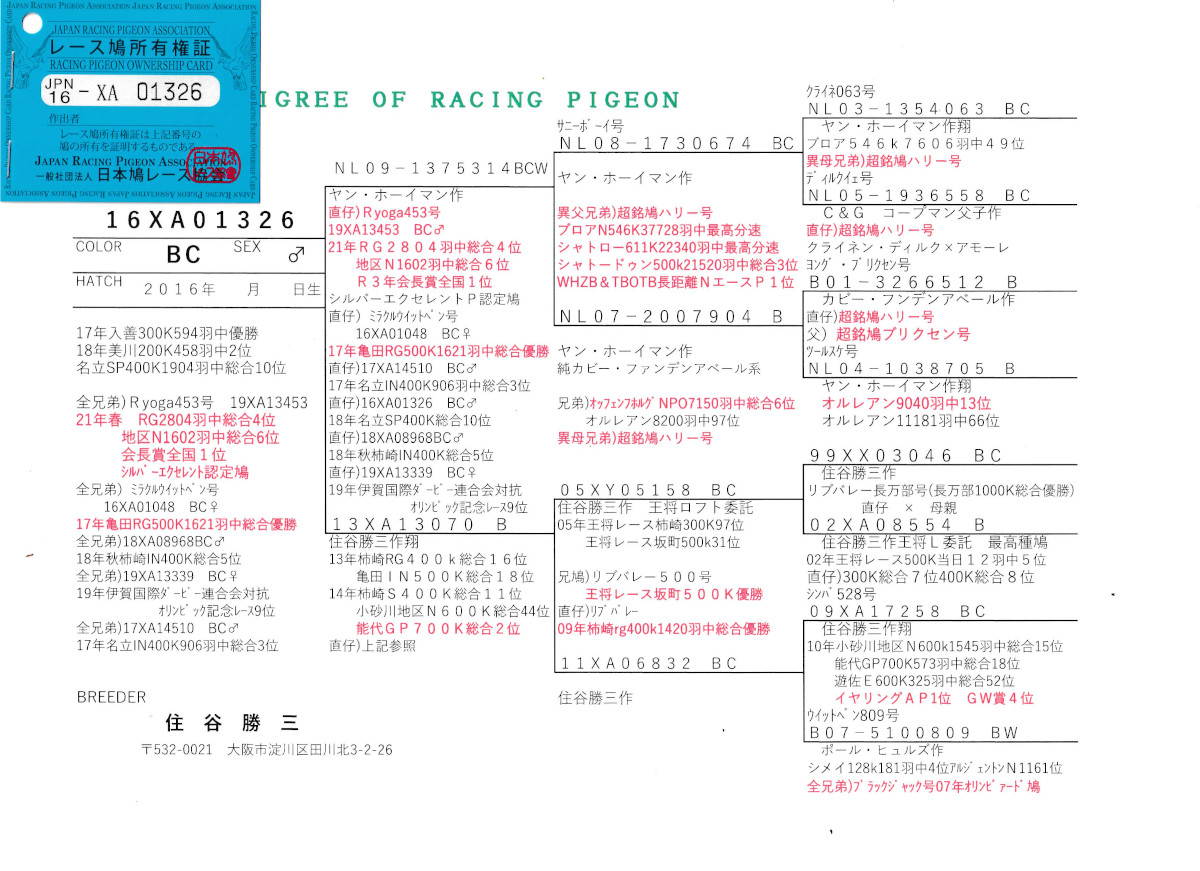 レース鳩モールオークション - 出品鳩♂26番「16XA01326 BC