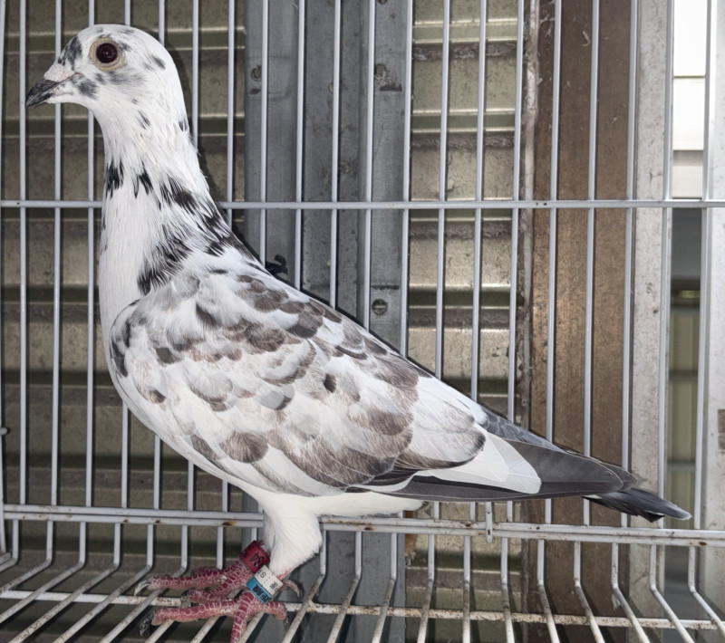 レース鳩モールオークション - 出品鳩「日25－059984 WG