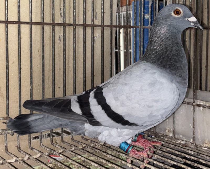 レース鳩モールオークション - 即決出品鳩「21ET02493 B