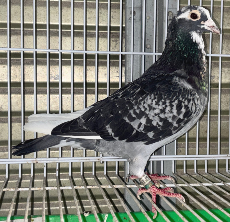 レース鳩 1968-1987 9冊セット レース鳩 1968-1987 9冊セット レース鳩 1968-1987 9冊セット 2025年