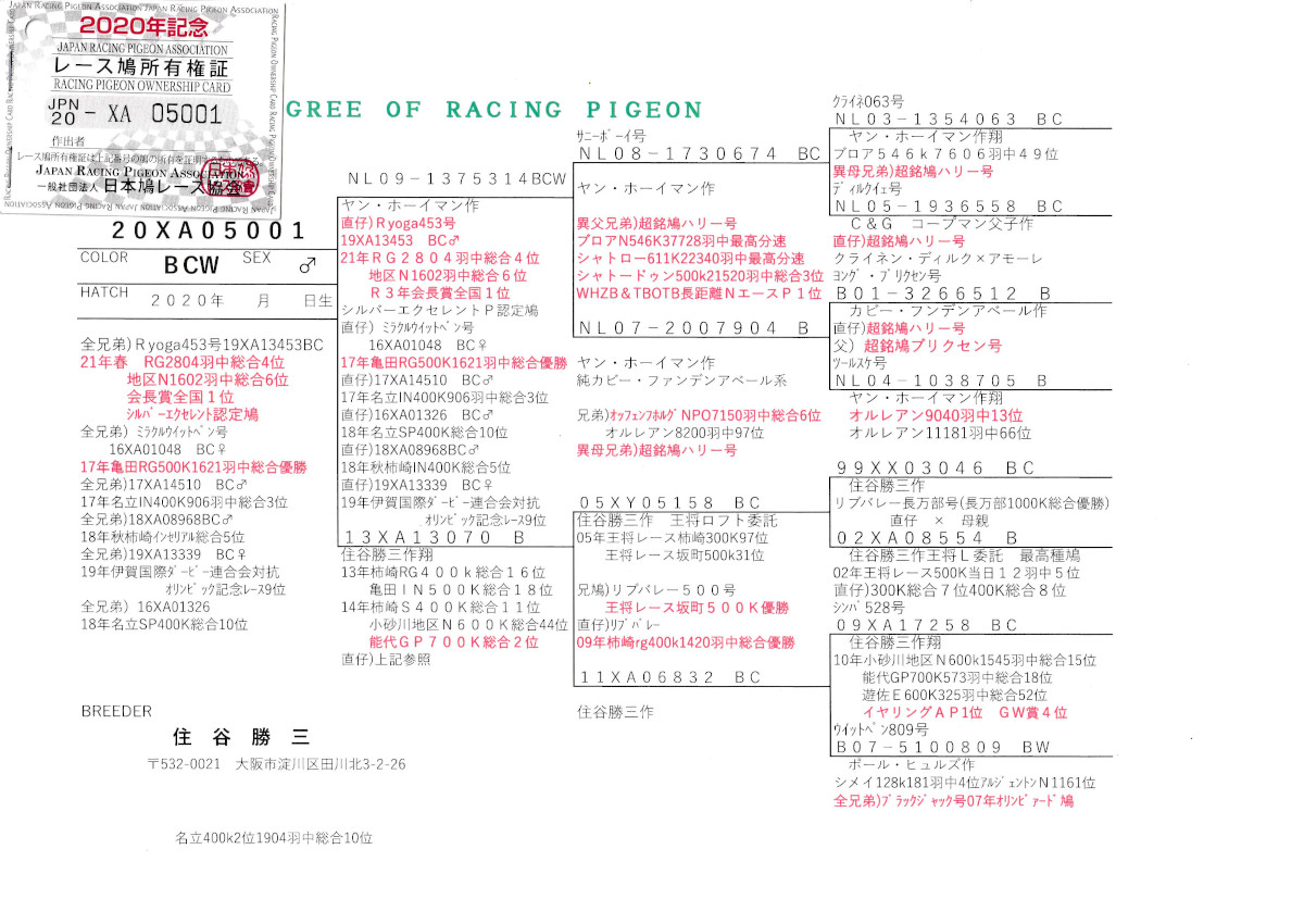 レース鳩モールオークション - 出品鳩♂75番「20XA05001