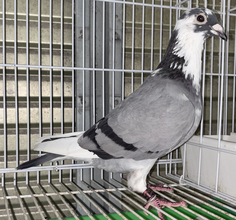 現地購入単勝馬券　アドマイヤベガ　ラミネート加工済み 現地購入単勝馬券 アドマイヤベガ エリカ賞 ラミネート加工済み