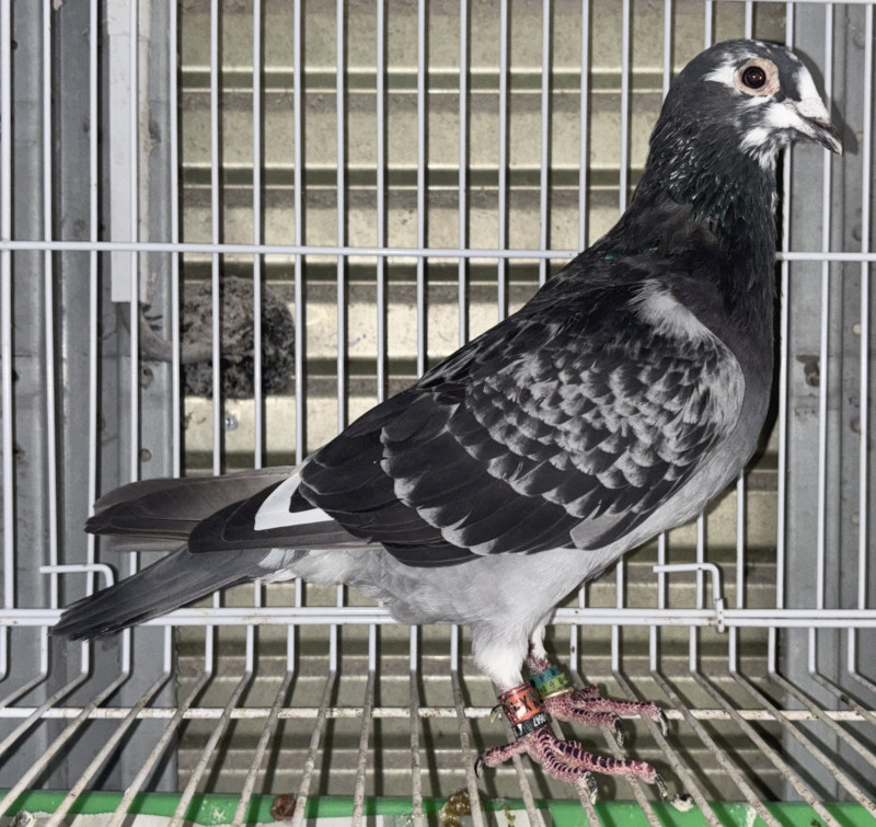 戸狩 神戸製鋼 ( KOBELCO ) アーク溶接棒 Z-44 ( Z44 ) φ 2.0mm 300mm