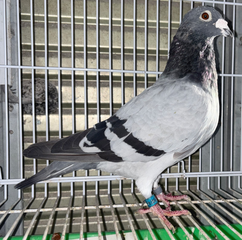 かめ山 JR東海 関西本線・亀山駅 2020/8（4K UHD 60fps） - YouTube