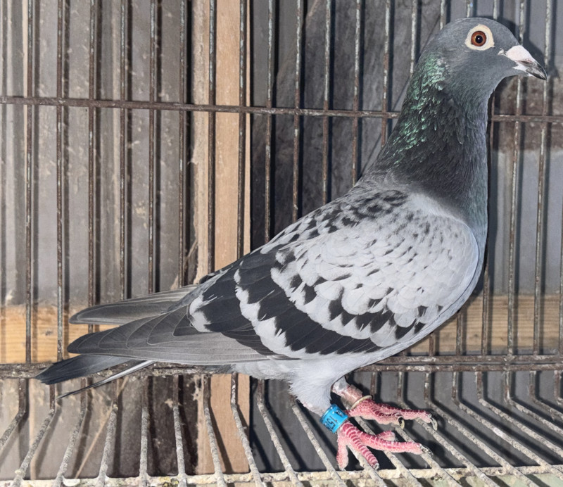 よし出品 Datsun 280Z 280ZX 5-Speed Shift Knob, Black Vinyl | NOS OEM