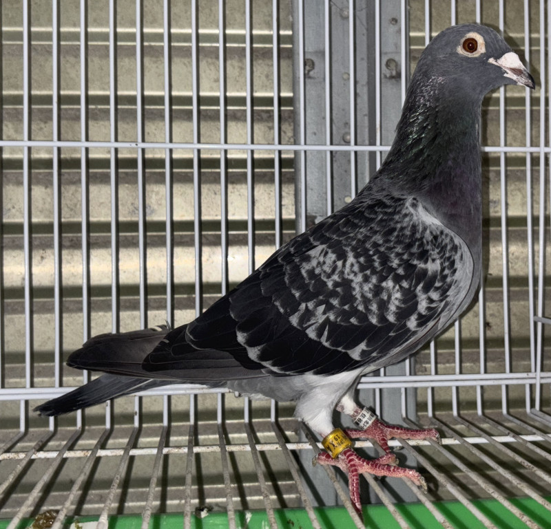 レース鳩モールオークション - 出品鳩♀56番「19XA13785 BC
