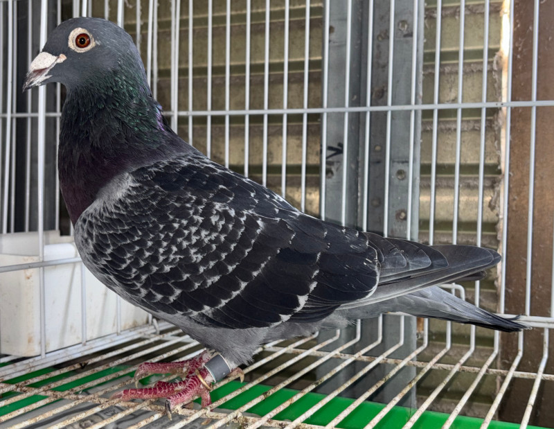 把羽① 08-11 Kawasaki ZX14 Ninja Crankshaft 10-20 Concours ZX1400