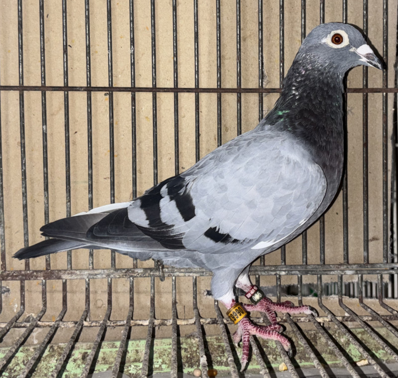 レース鳩モールオークション - 出品鳩「日22－066632 BW