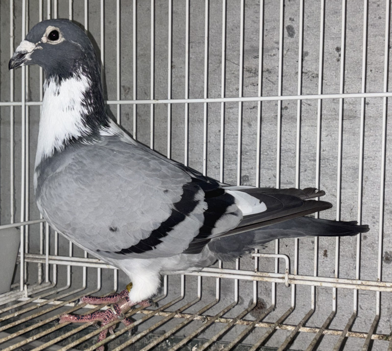 レース鳩モールオークション - 出品鳩♂67番「19XA13621 BWP