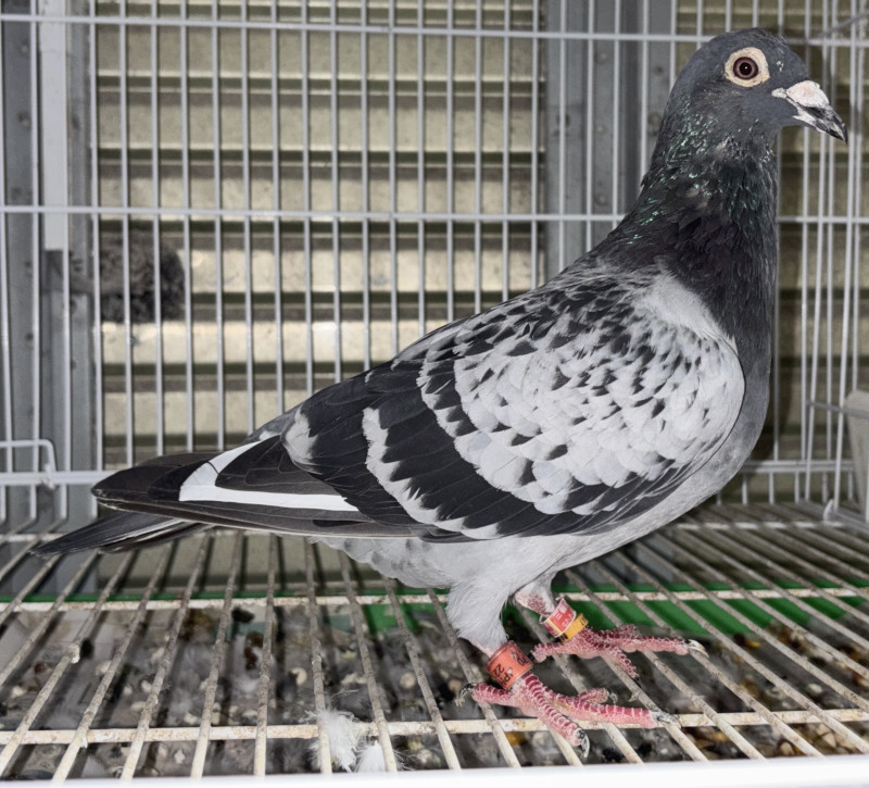 レース鳩モールオークション - 出品鳩♀87番