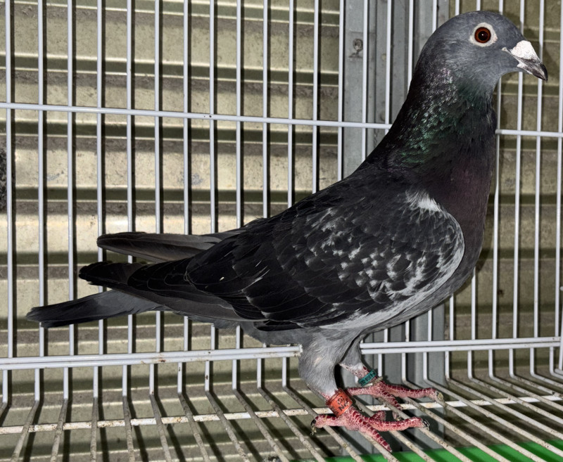 レース鳩モールオークション - 出品鳩♂94番「22XA03150 DC