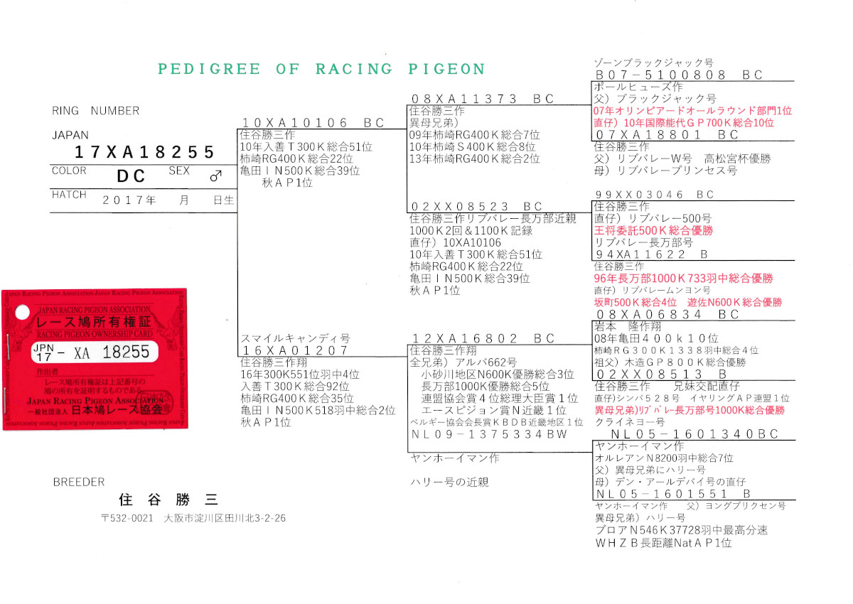 レース鳩モールオークション - 出品鳩♂44番「17XA18255 DC