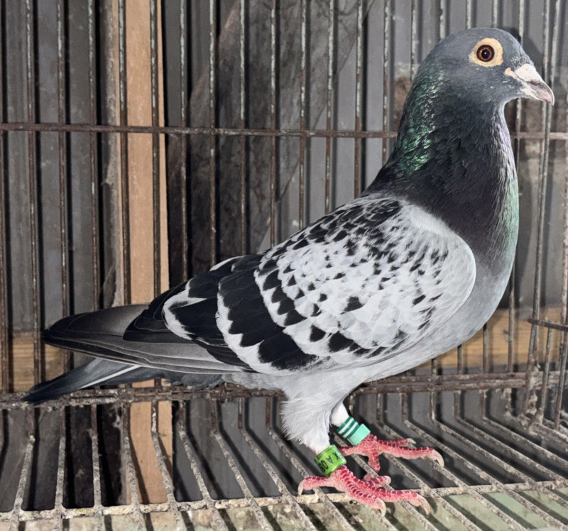 レース鳩モールオークション - 出品鳩♂46「18XA08966