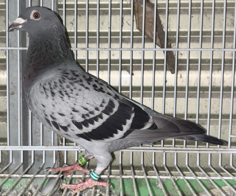 レース鳩モールオークション - 出品鳩♂98番「23XA00053 BC