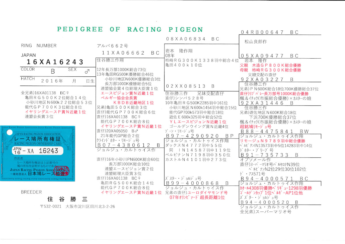 レース鳩モールオークション - 出品鳩♂28番「16XA16243 B