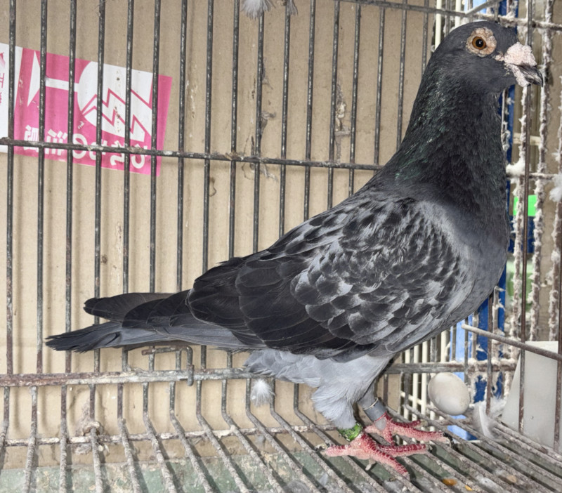 レース鳩モールオークション - 出品鳩♂52番「18XA09249 BC