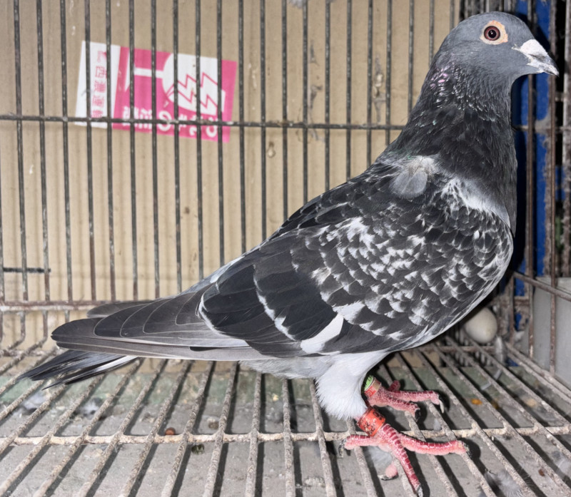 レース鳩モールオークション - 出品鳩♂96番「22XA03286 BC