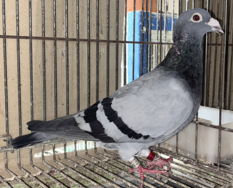 レース鳩モールオークション - 出品鳩♀69番