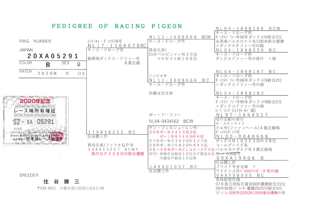 レース鳩モールオークション - 出品鳩♀69番「20XA05291 B