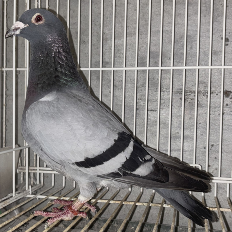 03鳩ページ レース鳩モールオークション - 出品鳩♀42番「18XA16778 B
