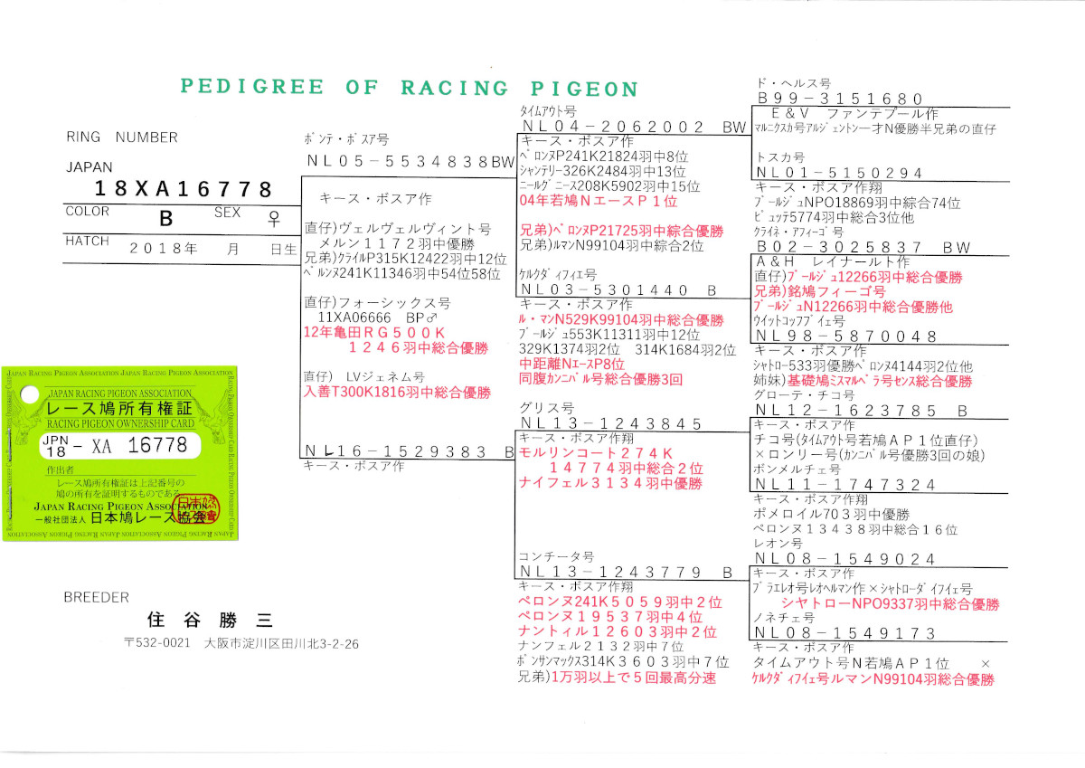 レース鳩モールオークション - 出品鳩♀42番「18XA16778 B