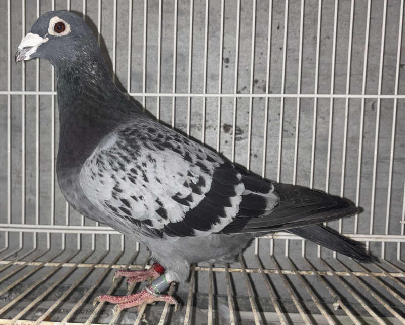 レース鳩モールオークション - 出品鳩リスト外「17XA14637